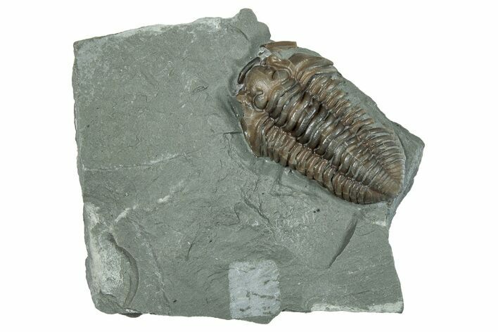 Bargain, Prone Flexicalymene Trilobite Fossil - Indiana #289975